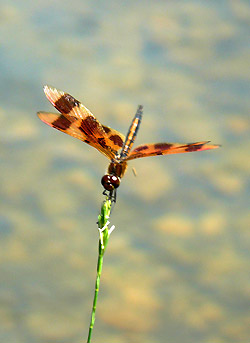 Dragonfly with yellow and brown wings